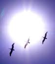 Three birds silhouetted against bright sun